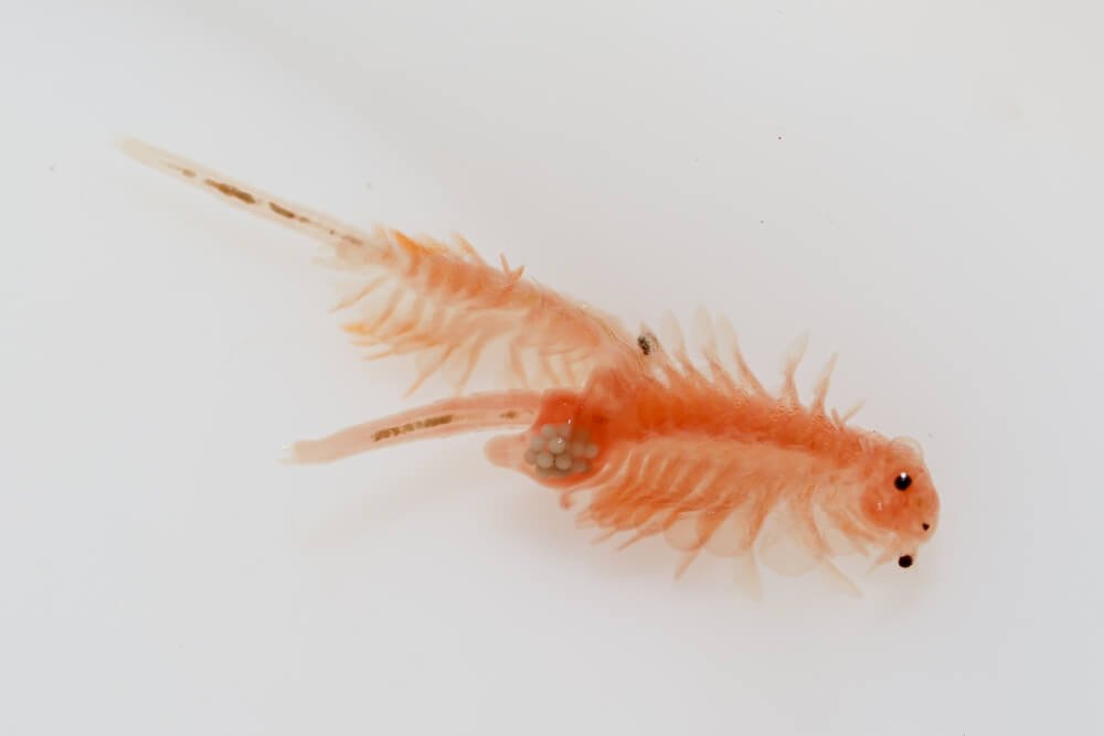 anh-minh-hoa-artemia