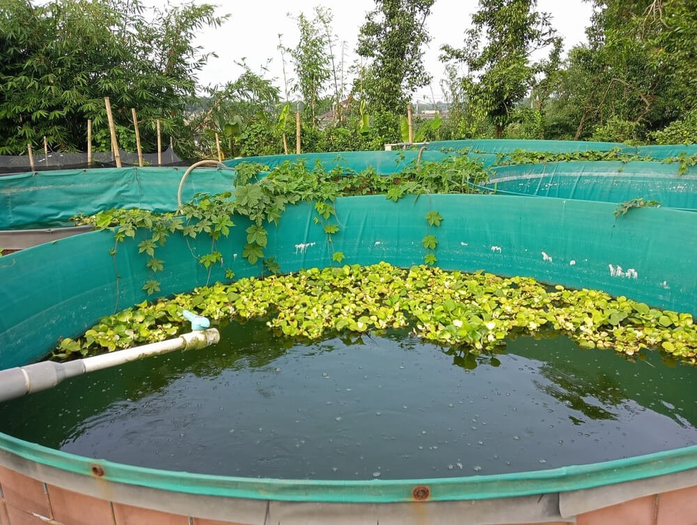 ao-ca-giong-thuy-san