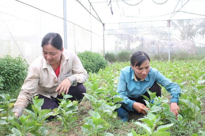Để tạo ra những sản phẩm chất lượng và an toàn, trang trại của chị Hoan sử dụng thuốc trừ sâu sinh học và làm cỏ thủ công. Để tạo ra những sản phẩm chất lượng và an toàn, trang trại của chị Hoan sử dụng thuốc trừ sâu sinh học và làm cỏ thủ công.