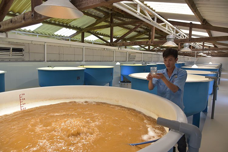 xoay-quanh-cau-chuyen-chat-luong-tom-giong-1