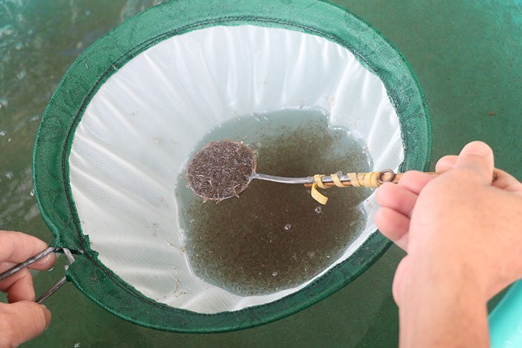 xoay-quanh-cau-chuyen-chat-luong-tom-giong-2