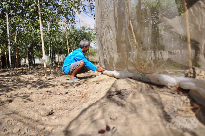Người dân Ninh Thuận đã thực hiện mô hình quây lưới toàn bộ vườn táo để đuổi ruồi và sâu đục thân táo.