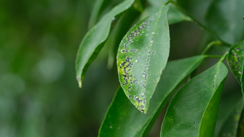 Bệnh đốm lá trên cây tiêu benh-dom-la-tren-cay-tieu