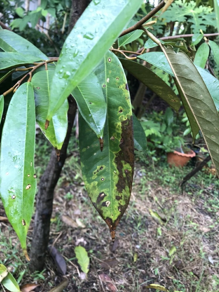 nam-colletotrichum-gloeosporioides-tren-la-sau-rieng