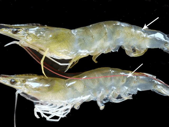 Bệnh hoại tử cơ trên tôm. benh-hoai-tu-co-tren-tom