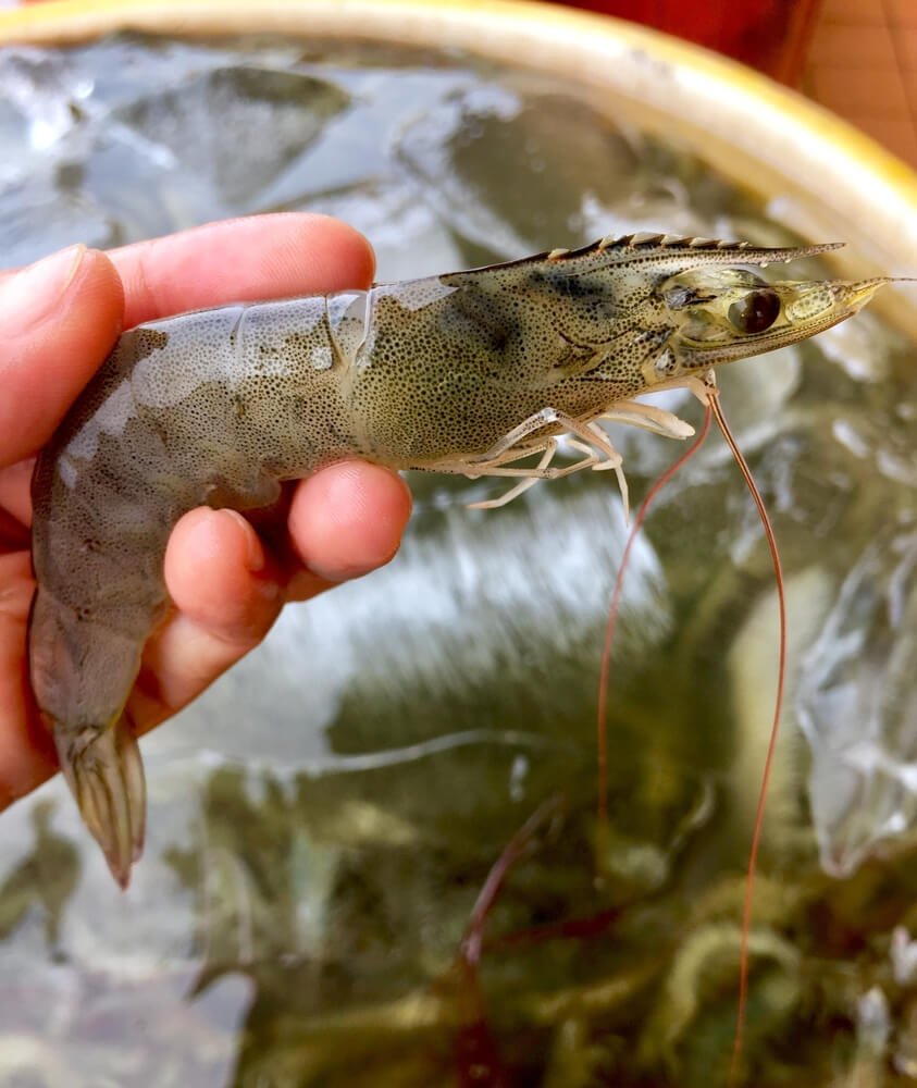 Tôm thẻ chân trắng xuất khẩu. tom-the-chan-trang-xuat-khau