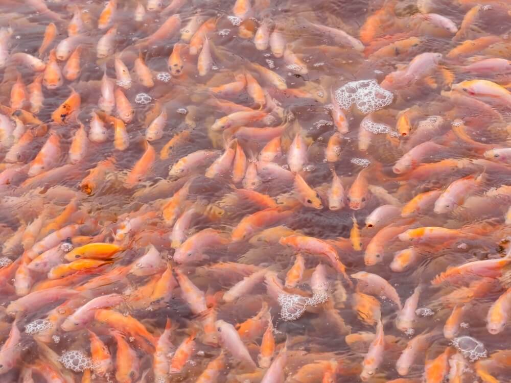 Ao nuôi cá điêu hồng. ao-nuoi-ca-dieu-hong