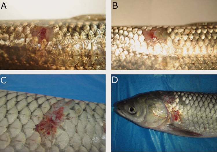 Bệnh đốm đỏ ở cá trắm cỏ do nhiễm vi khuẩn Aeromonas (A, B). Dấu hiệu nhiễm bệnh đốm đỏ do vi khuẩn Aeromonas (C, D). benh-dom-do-o-ca- tram-co