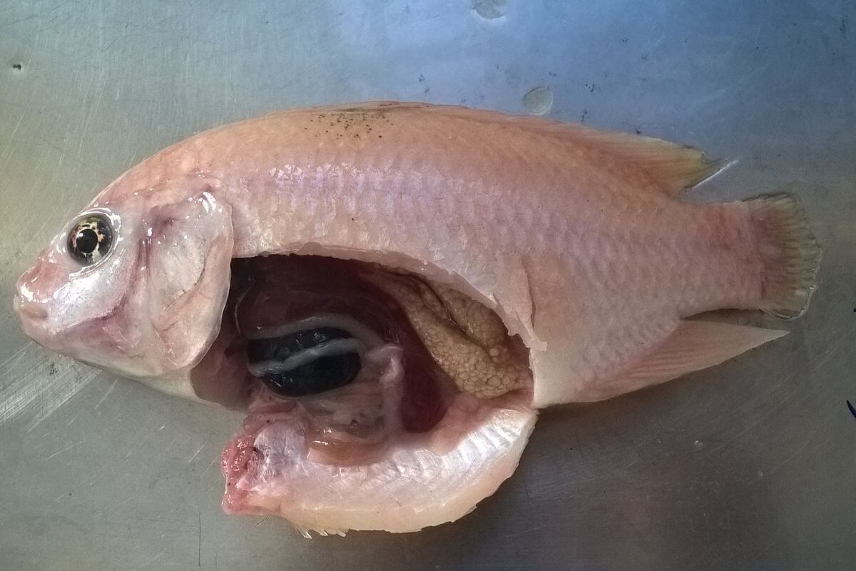 Bệnh xuất huyết ở cá điêu hồng. benh-xuat-huyet-o-ca-dieu-hong