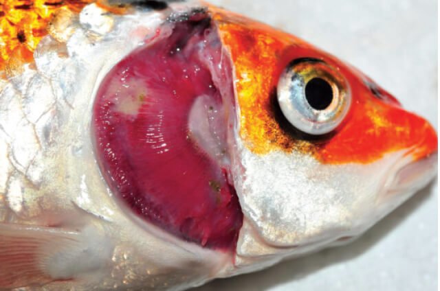 Bệnh nấm mang ở cá chép Koi. benh-nam-mang-o-ca-chep-koi