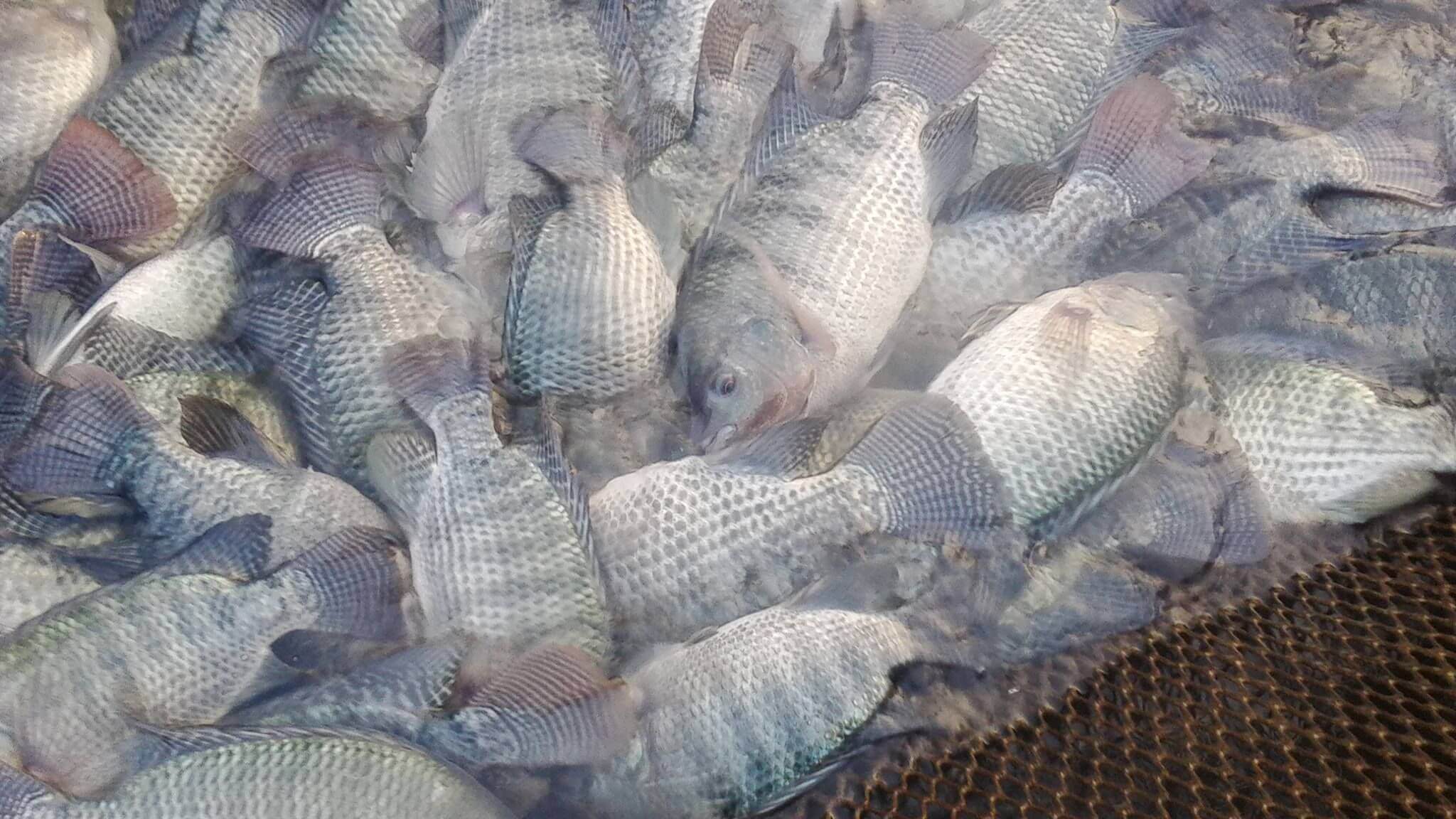 Cá rô phi. ca-ro-phi