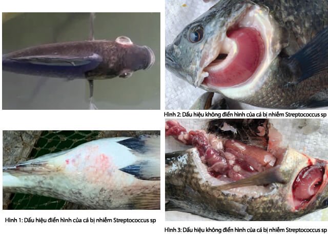 Nguyên nhân bệnh phù mắt ở cá rô phi do vi khuẩn Stretococcus agalactiae gây ra. nguyen-nhan-benh-phu-mat-o-ca-ro-phi-do-vi-khuan-streptococcus-agalactiae-gay-ra