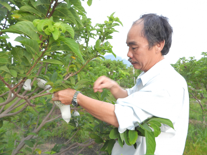 Bao trái là một trong những giải pháp phòng trừ sâu bệnh hiệu quả trên cây mãng cầu.