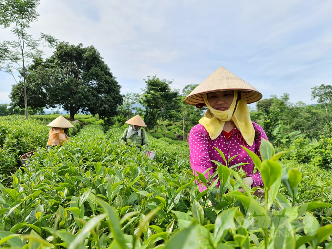 Cây chè Tuyên Quang đang phát triển theo hướng gắn sản xuất nông nghiệp với nâng cao chất lượng.