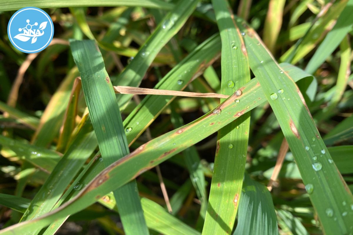 Nấm Pyricularia Oryzae trên cây lúa nam-pyricularia oryzae