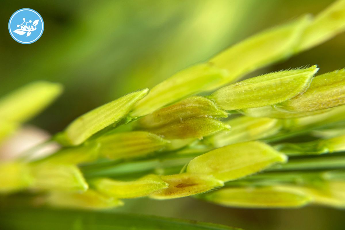 Vi khuẩn Pseudomonas glumae trên cây lúa vi-khuan-pseudomonas-glumae-tren-cay-lua