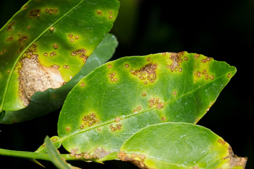Vi khuẩn Xanthomonas spp. trên cây có múi vi-khuan-xanthomonas-spp-tren-cay-co-mui